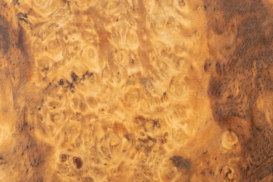 Close up of natural amboyna burl wood texture background, exotic luxury timber pattern surface for design.