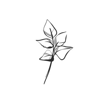 Hand Drawn Botanical Branch with Leaves, Elegant Black Line Art Vector, Minimal Floral Foliage Decorative Element Isolated on White