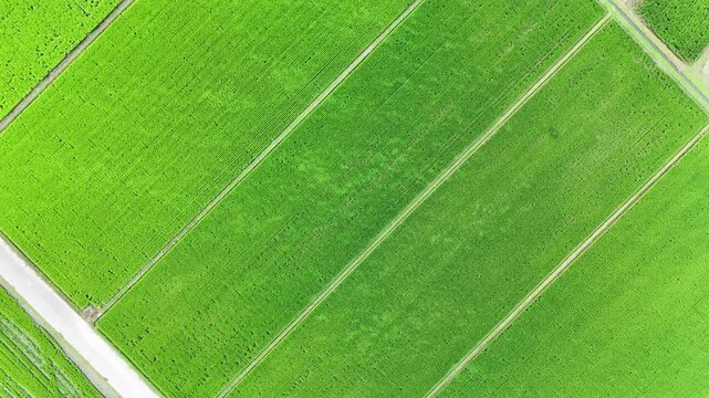 Green leaf texture of Rice field. Aerial view.