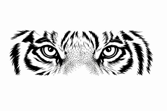 Tiger eyes illustration