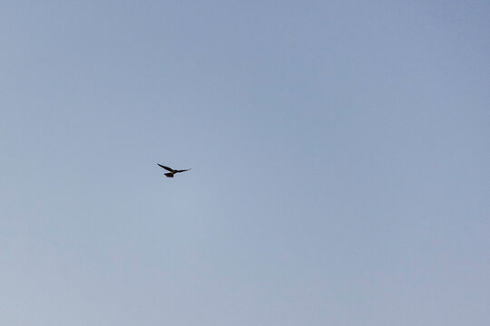 Ave volando sola en el cielo