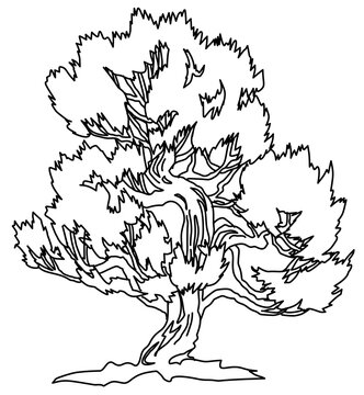 unique black and white sketch of a bonsai-style tree featuring a twisted trunk and a dense, rounded canopy of leaves. Perfect for Japanese garden designs, architectural plans, and nature-themed graphi