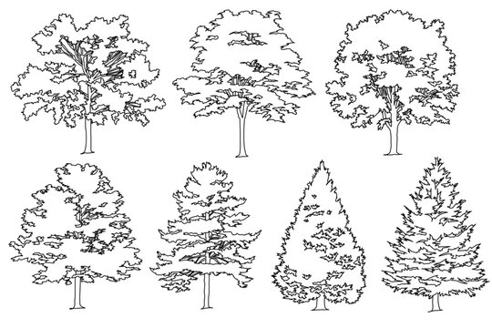 collection of meticulously drawn tree sketches showing diverse canopy textures and conical structures. Created for architectural rendering, landscaping maps, and environmental design concepts.
