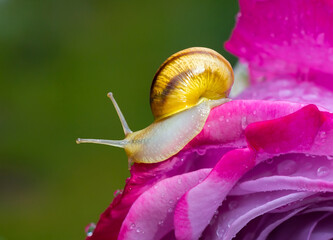 Close-up of a small snail crawling on a vibrant pink rose covered with fresh water droplets. Macro nature photography with a soft green background and copy space. © Serhii