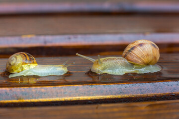 Two garden snails crawling side by side on a wet wooden surface, leaving shiny trails. Close-up nature photography with warm natural tones and shallow depth of field. © Serhii