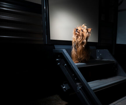 Tiny Yorkshier terrier waiting at the camping trailer door