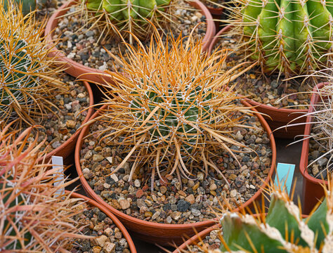 Ferocactus chrysacanthus cactus with bright golden-yellow spines