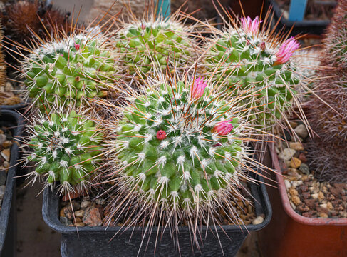 Cacti of the Mammillaria family with small pink flowers