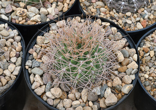A cactus of the Gymnocalycium family, covered with a grid of straight pinkish-brown thorns