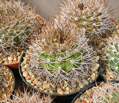 Gymnocalycium spegazzinii cactus with ribbed body and curved spines