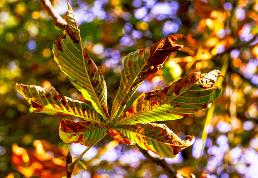 Closeup of backlit horse chestnut leaves with brown edges and green veins glowing in warm autumn sunlight against a softly blurred woodland background