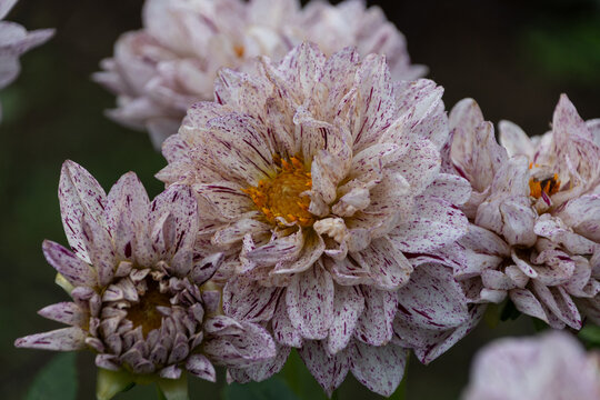 Detailed Close Up View of Blooming Variegated Dahlia Flowers with Pink Speckles in Autumn Garden Background