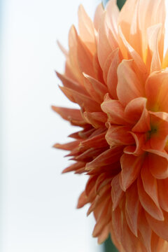 Macro Close Up View of Vibrant Orange Dahlia Flower Petals Blooming with Bright Copy Space