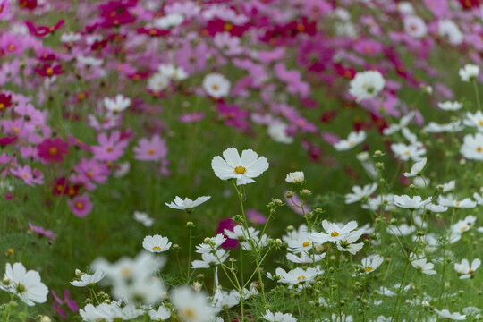 Close Up View of White Cosmos Flowers Blooming in Vibrant Pink Cosmos Field in Autumn Garden Background with Copy Space