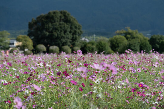 Scenic View of Endless Blooming Pink and White Cosmos Field in Autumn Landscape under Mountain Background with Copy Space
