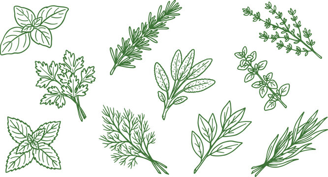 Fresh culinary herbs green line art vector graphic featuring basil, rosemary and thyme for cookbook design