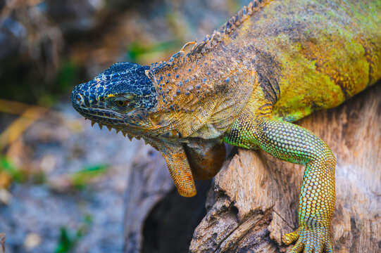 Wild green iguana resting on a wooden branch