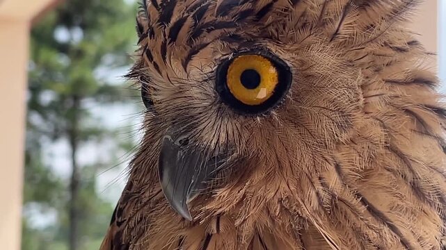 Extreme close-up footage of eagle owl side profile with bright orange eye and detailed feather tufts.