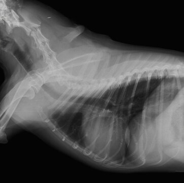 Lateral X-ray of a Dog Thorax and Chest Cavity, Veterinary Radiology Diagnosis. Lateral radiograph showing the thoracic cavity of a canine, heart silhouette, lungs, ribs and vertebral column.