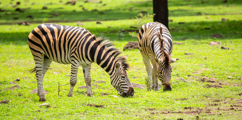 Fototapeta premium Zebras walking in a green meadow and eating grass. African zebras in the savannah. Wild animals in their natural habitat.