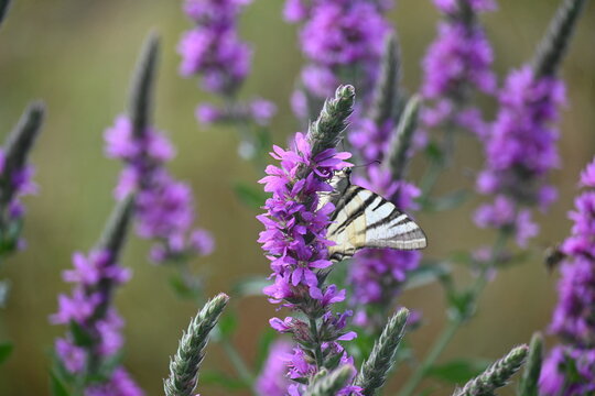 Scarce Swallowtail Butterfly Perched on Purple Loosestrife Flowers, Zebra Stripe Swallowtail Insect Pollinating Wildflowers in Summer Meadow, Macro Nature Photography Background 