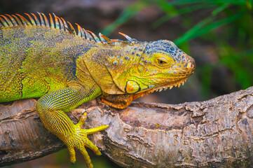 Fototapeta premium A green iguana rests on a tree branch in a tropical environment