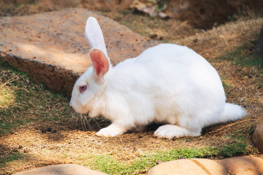 domestic white rabbit in outdoor garden setting