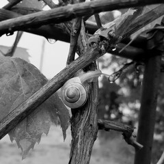 Black and white macro photo of a small snail crawling on a grapevine branch with water drops after rain © Ratsam