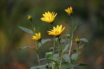 Obraz premium Group of vibrant yellow Jerusalem artichoke flowers blooming in the wild on slender stems against a soft blurred background