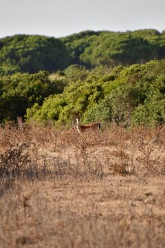 Fallow deer doe alert in dry mediterranean vegetation