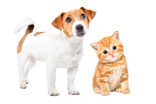 Curious Jack Russell Terrier puppy and Scottish Straight kitten together, isolated on a white background