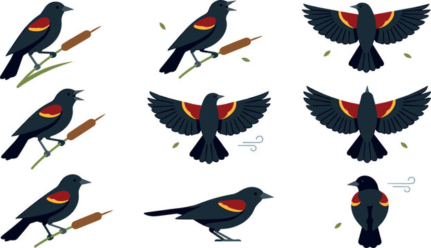 Red Winged Blackbird Vector Illustration Set Featuring Diverse Flying and Perching Poses with Cattails for Wildlife and Nature Design Projects