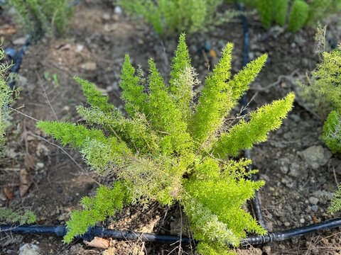 Close-up of a vibrant foxtail fern (Asparagus densiflorus) growing in garden soil with a drip irrigation line, showcasing fine, needle-like green foliage and rich botanical textures.