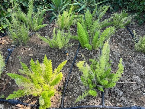 Close-up of a vibrant foxtail fern (Asparagus densiflorus) growing in garden soil with a drip irrigation line, showcasing fine, needle-like green foliage and rich botanical textures.