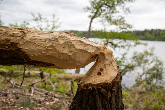 Tree trunk chewed and felled by Eurasian beaver (Castor fiber) near lake shore