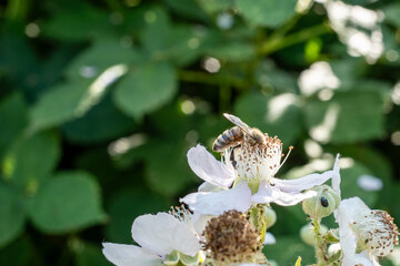 Honey bee pollinating a blooming white blackberry flower in summer sunshine © Marcel