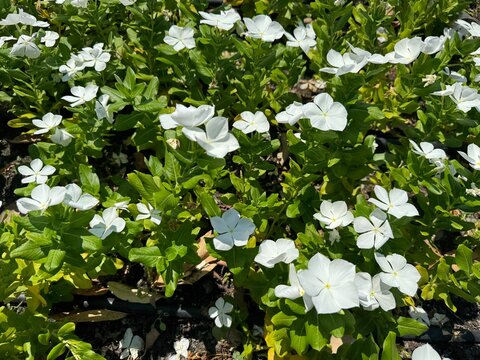 Close-up of a blooming Madagascar periwinkle bed (Catharanthus roseus) featuring pristine white flowers with delicate yellow centers amidst lush green leaves on a sunny day.