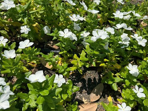 Close-up of a blooming Madagascar periwinkle bed (Catharanthus roseus) featuring pristine white flowers with delicate yellow centers amidst lush green leaves on a sunny day.