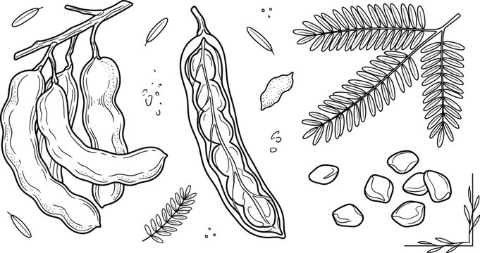 Tamarind fruit line art vector illustration set featuring organic branch pods cut open slice seeds and botanical leaves