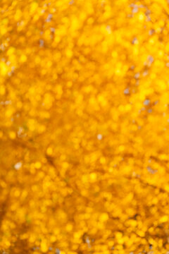 Blurred yellow autumn background. Defocused yellow backdrop. Blur backdrop. Abstract fall background with nobody. Defocused blur yellow color. Autumn or fall color background