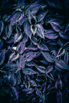 A close up of purple Inchplant leaves with rain drops texture
