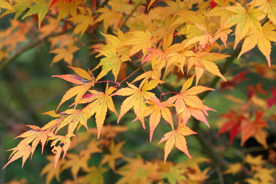 Acer palmatum 'Sango Kaku' foliage in Autumn.
