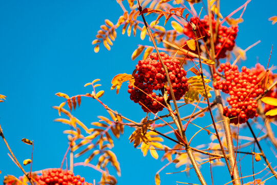 Red autumn berry tree. Autumn nature. Red berry in forest. Seasonal autumnal tree. Rowan berry on autumn tree branch. Rowanberry orange color. Nature fall season. Fall season weather
