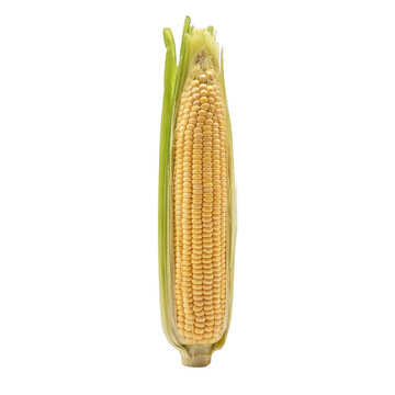 Fresh whole ear of golden corn on white background