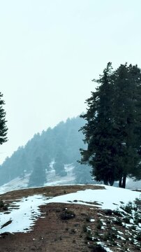 4K Vertical shot of Snowy winter landscape with evergreen trees during a light snowfall at Aru Valley, Jammu and Kashmir, India. Snow-covered forest with evergreen trees. Ideal for seasonal, holiday o