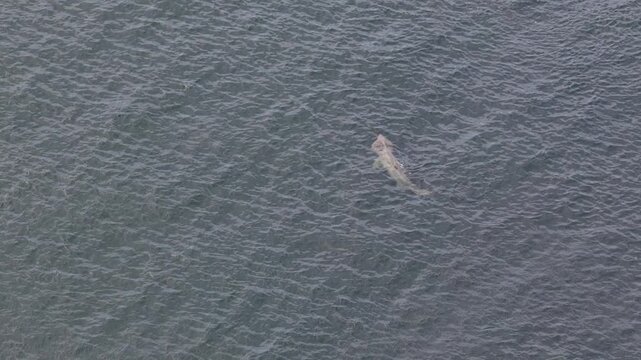 Aerial view of basking shark near Muckross Head, Ireland.