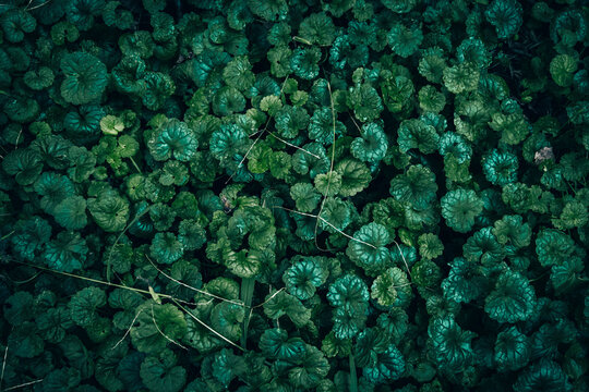 Dark green Ground Ivy leaves pattern texture