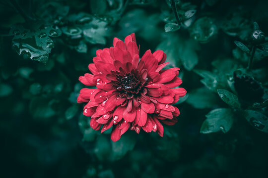 A close up of a red Chrysanthemum flower with rain drops