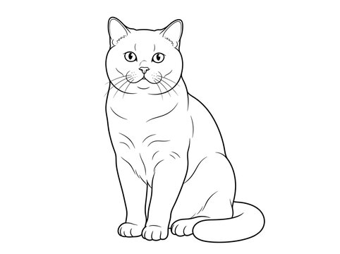 Cute British Shorthair cat sitting line art vector illustration, outline drawing of a chubby feline, pet vector design.