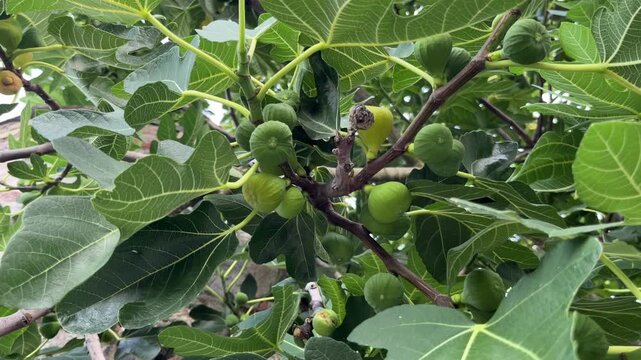 selective focus green figs growing on a tree branch in summer